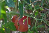 Heirloom Brandywine Tomato Growing Guide: Tips for Bigger Yields