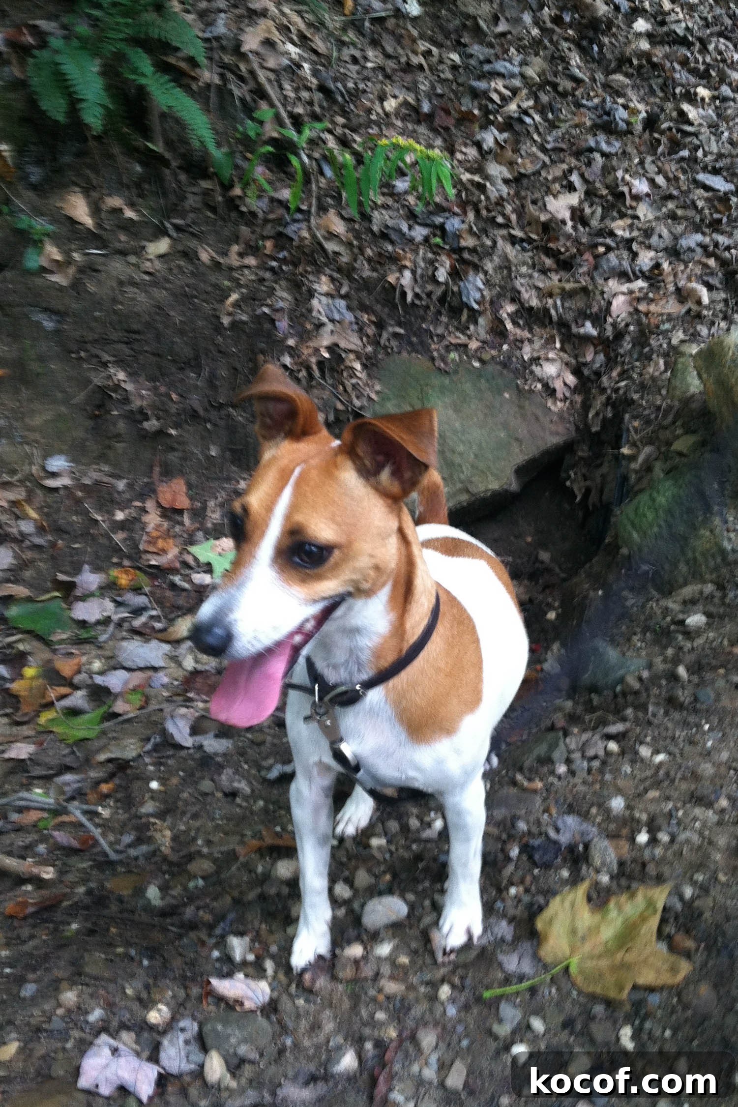 Why I Run: A Mom’s Story and Why You Should Try It 9 Finny in Woods