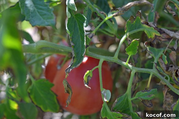 Heirloom Brandywine tomato