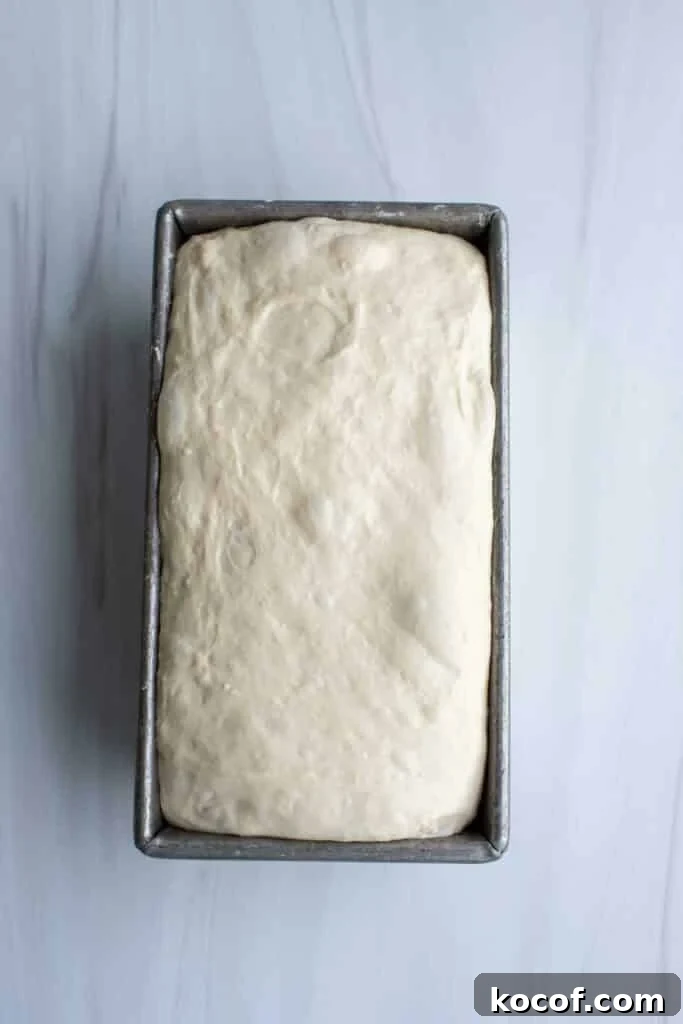 Baking Sourdough in a Loaf Pan: Step-by-Step Guide for Perfect Crust 13 Dough in a loaf pan is jiggly and bubbly.
