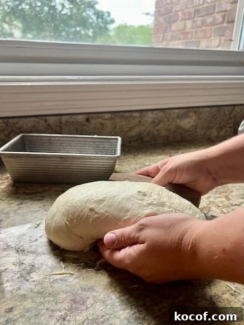 Baking Sourdough in a Loaf Pan: Step-by-Step Guide for Perfect Crust 9 Hands use a bench scraper to lift and shape dough.