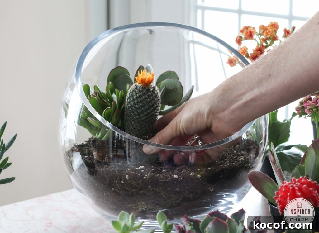 Succulent Garden Bowl | Inspired by Charm