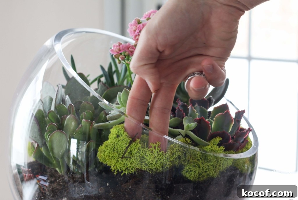 Succulent Garden Bowl | Inspired by Charm