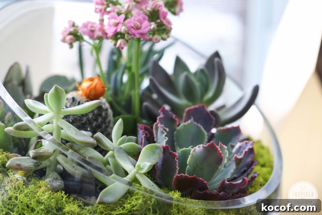 Succulent Garden Bowl | Inspired by Charm